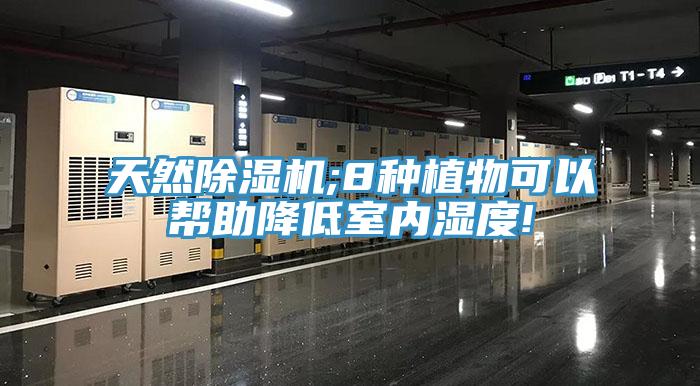 天然除濕機;8種植物可以幫助降低室內濕度!