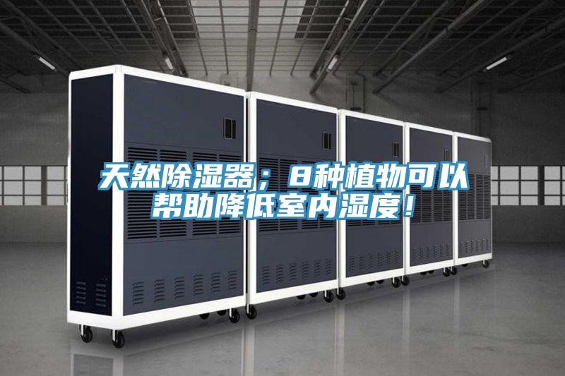 天然除濕器；8種植物可以幫助降低室內濕度！
